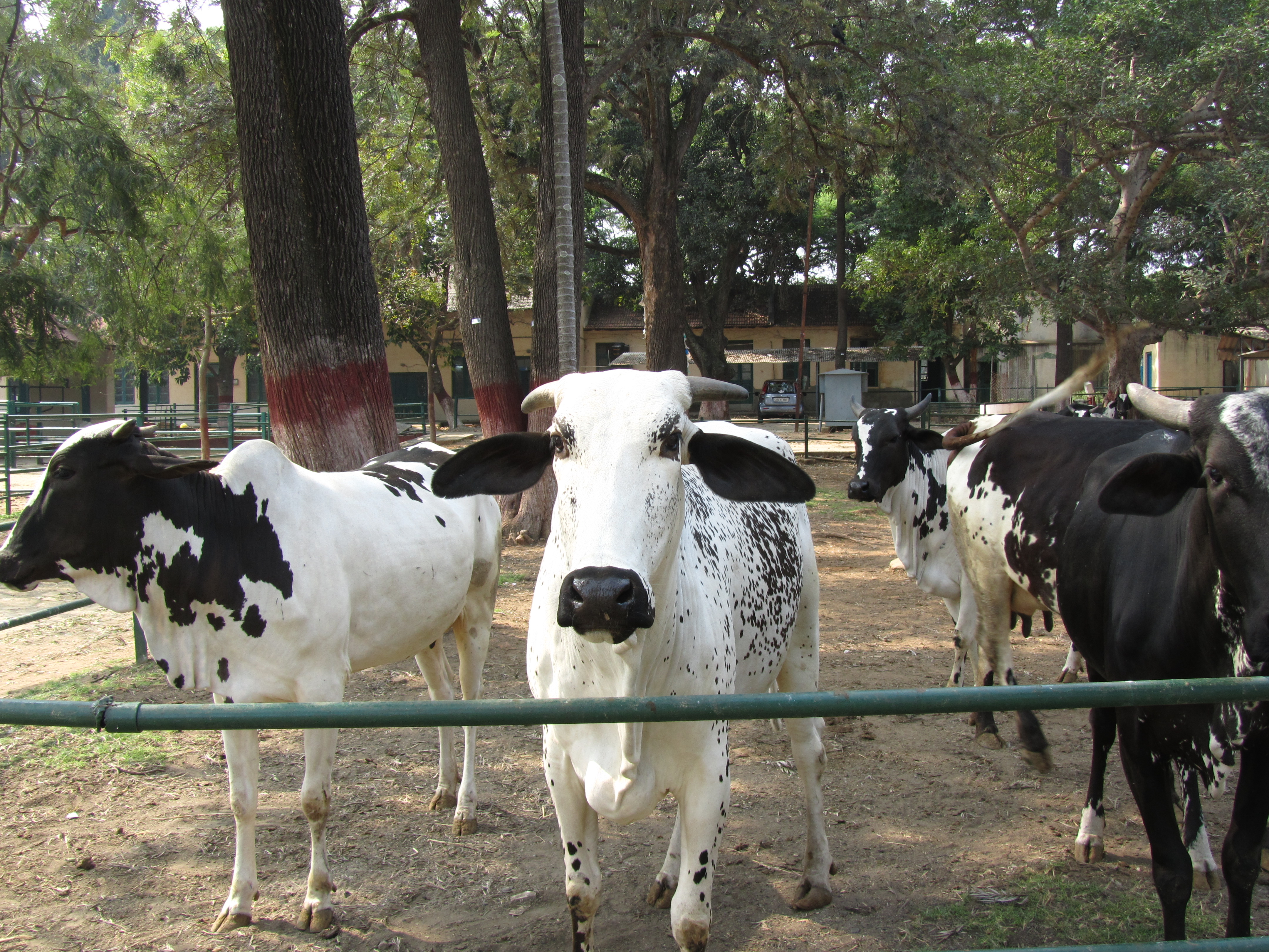 dairy1