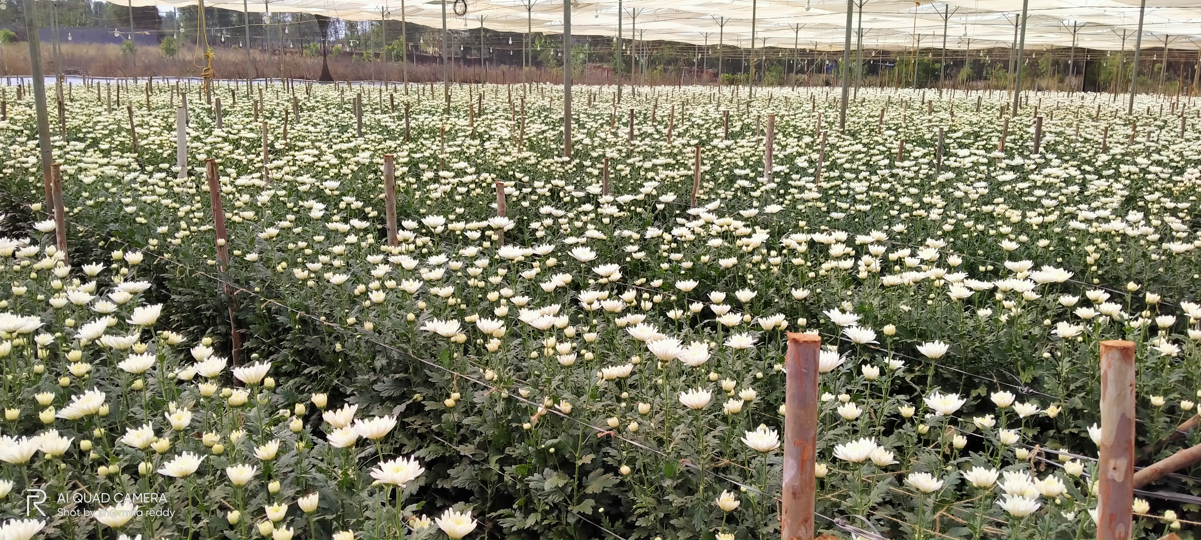 flower1