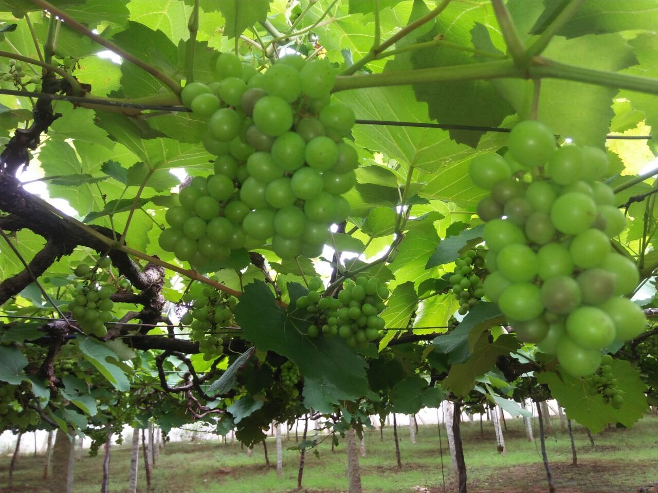 grapes1