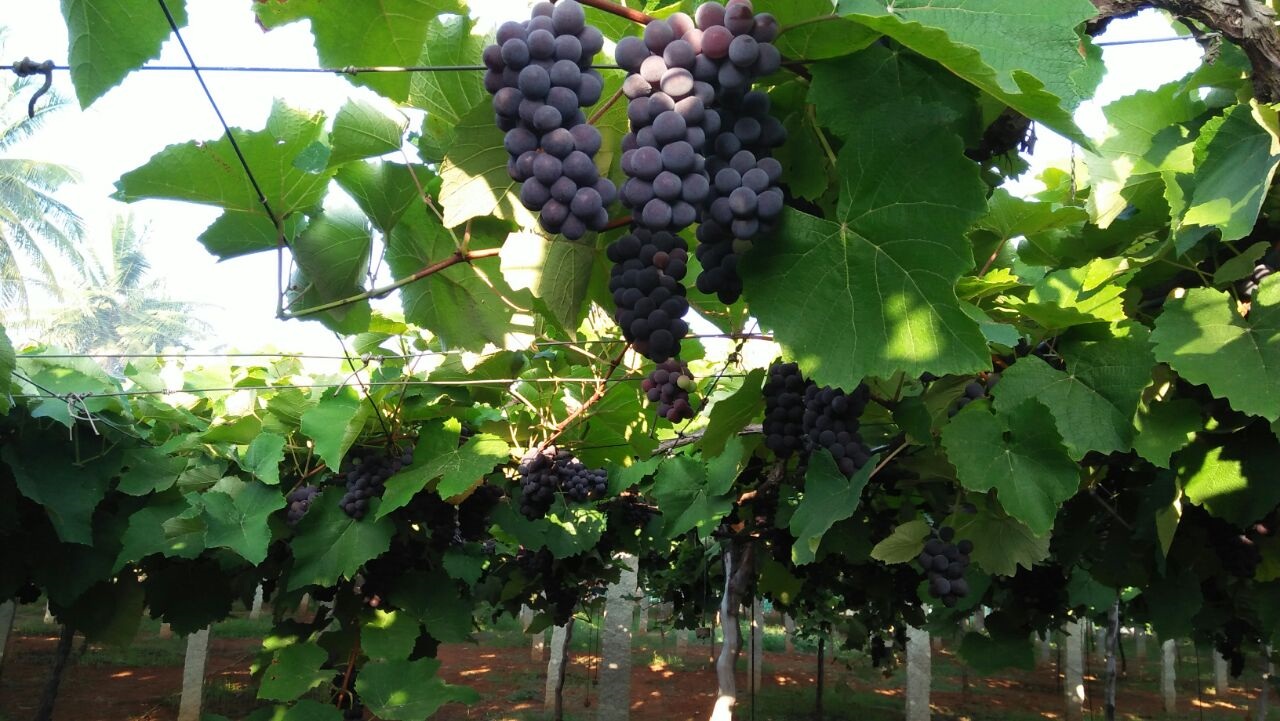 grapes2
