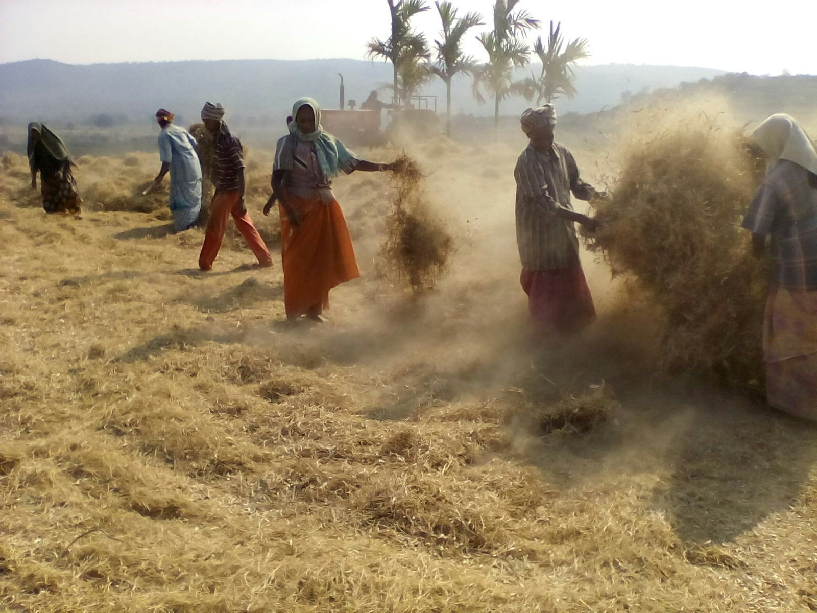 harvest1