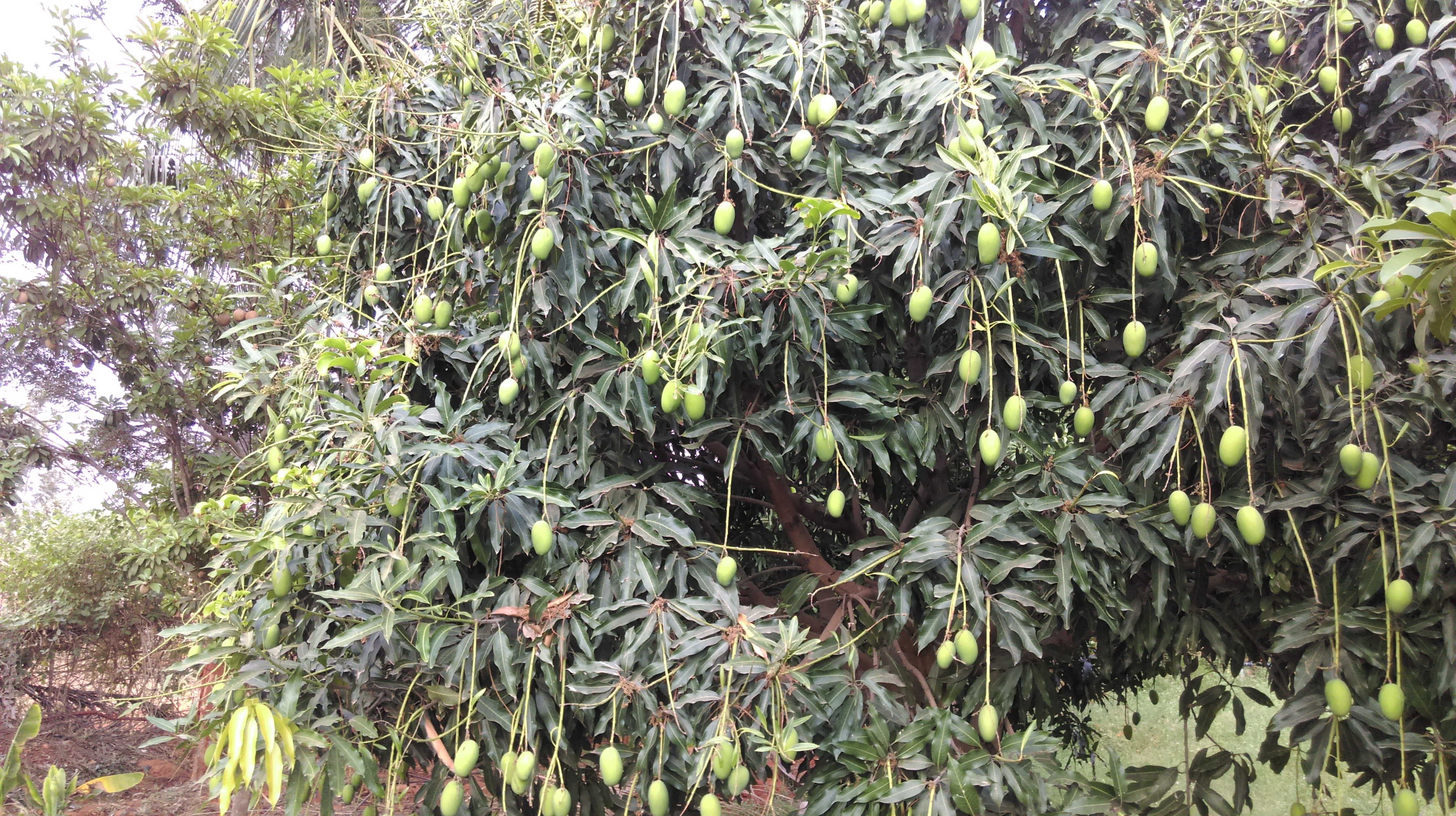 mango1