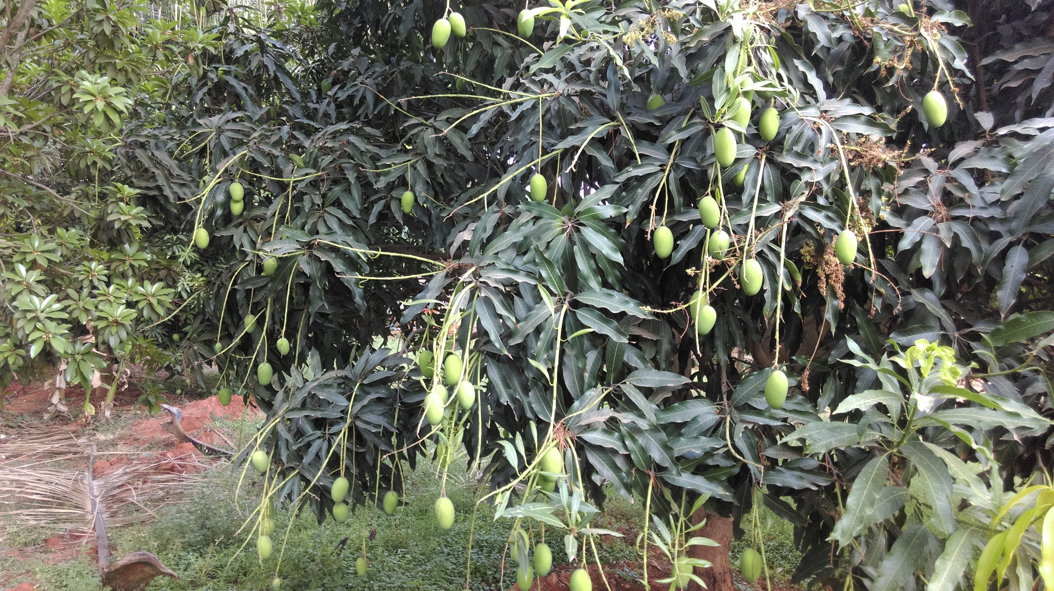 mango2