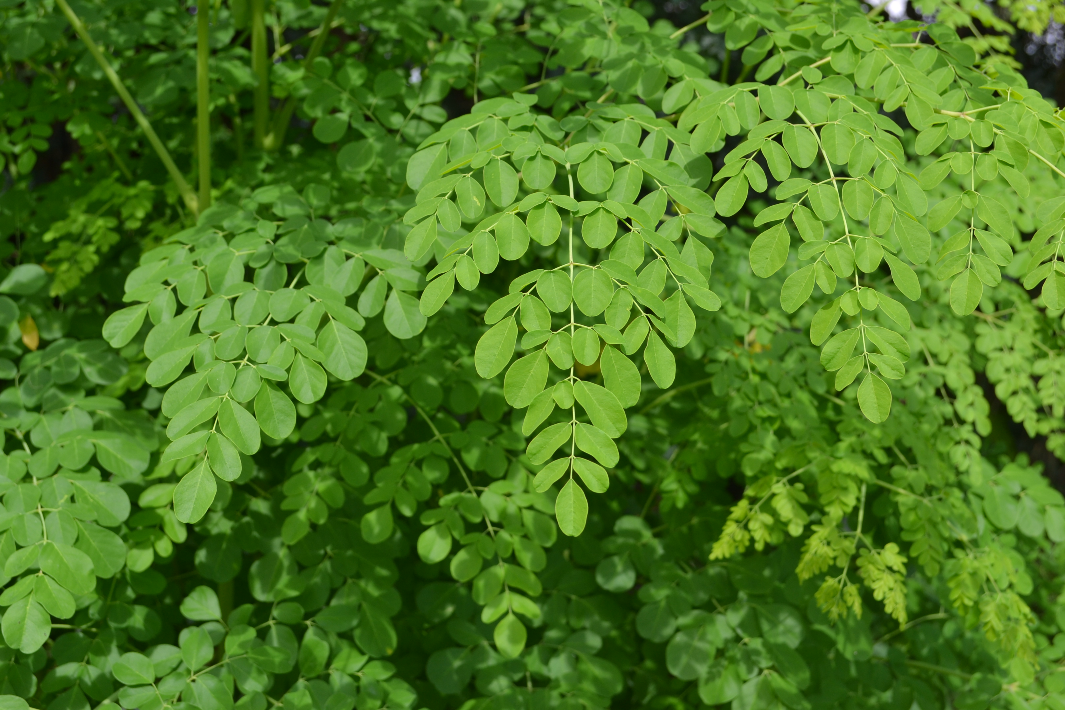 moriga_leaves