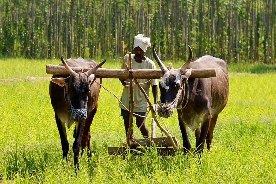 plough