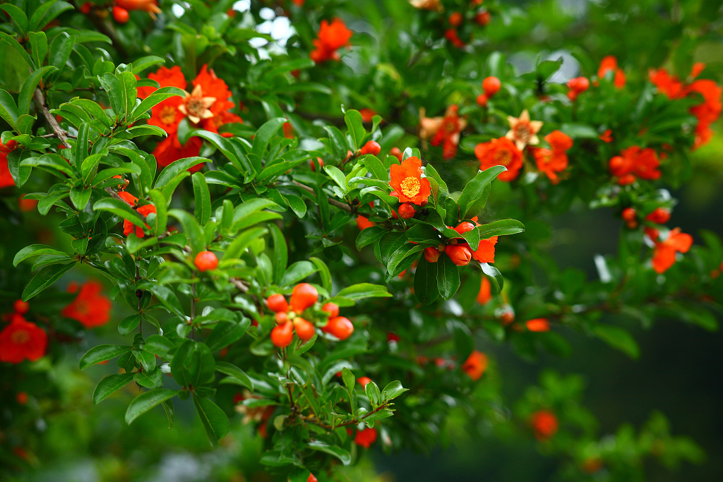 pomegranate-flower