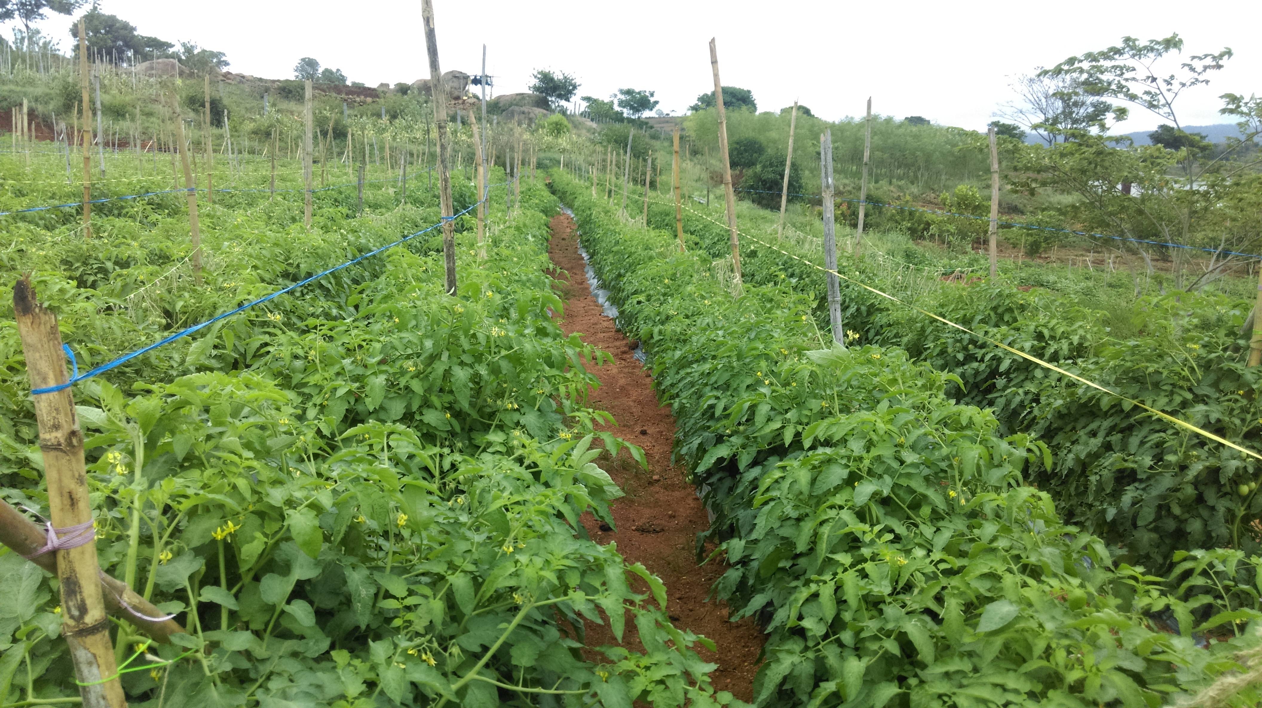 tomato2